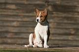 BASENJI 196